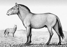 Лошадь Пржевальского (Equus przewalskii)